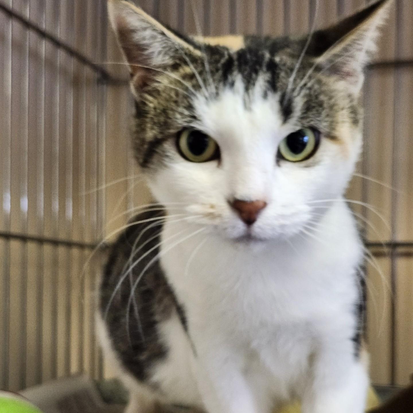 Enlarge Chick Pea, an adoptable mixed breed in East Brunswick, NJ image 2/6