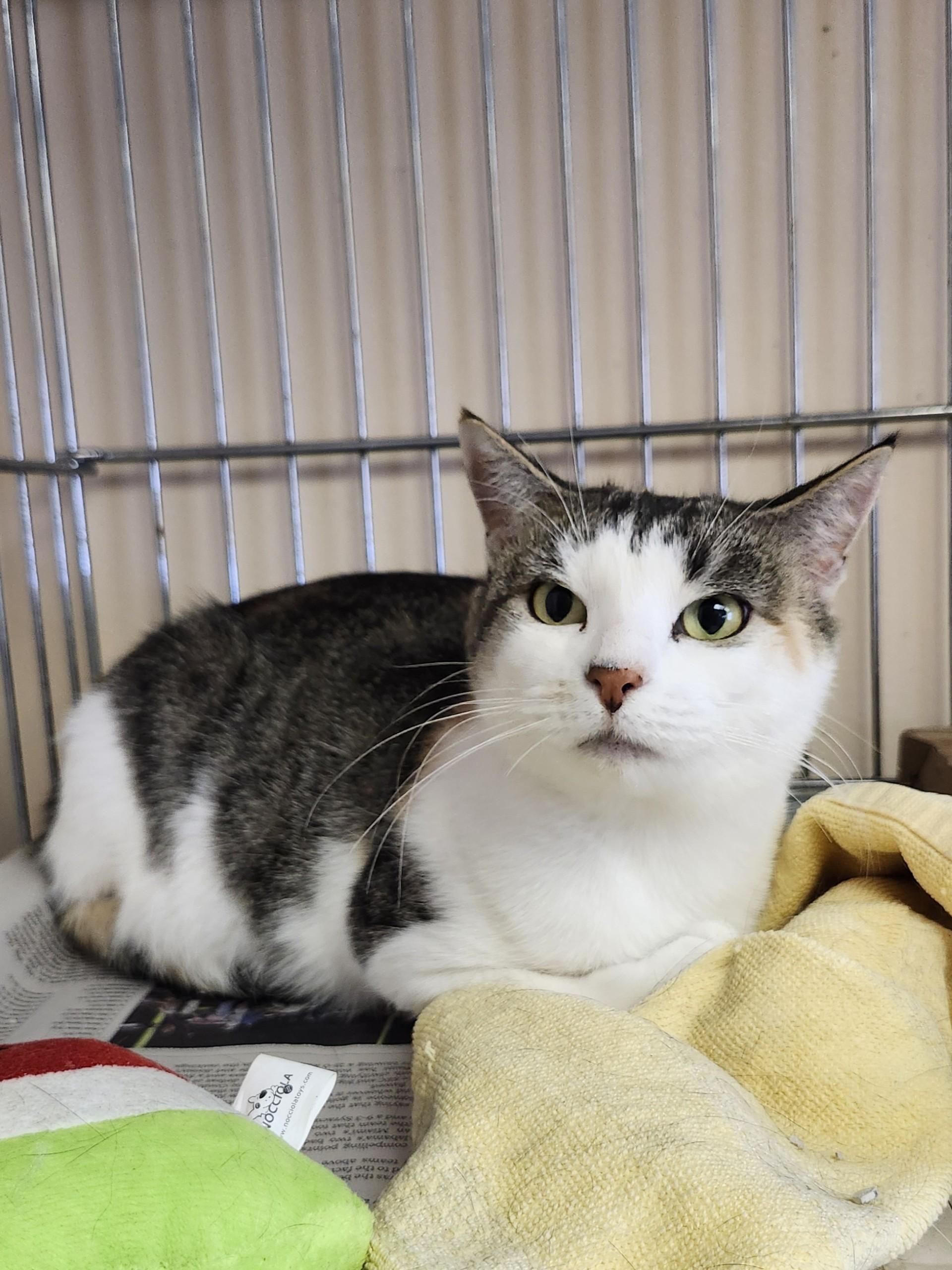 Enlarge Chick Pea, an adoptable mixed breed in East Brunswick, NJ image 3/6