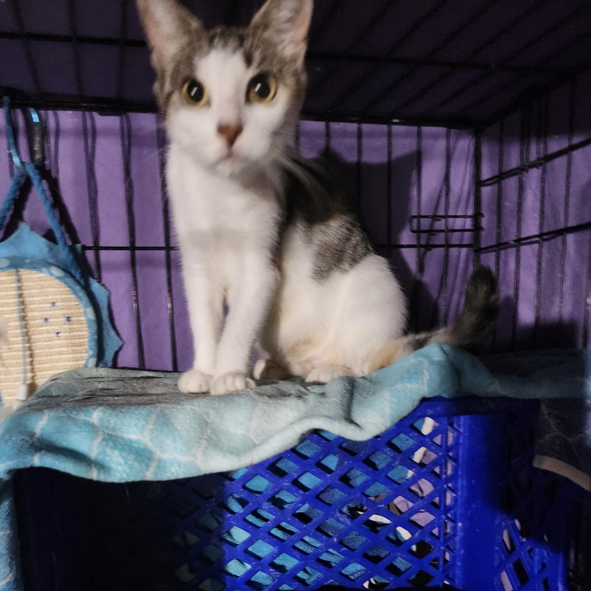 Enlarge Chick Pea, an adoptable mixed breed in East Brunswick, NJ image 4/6