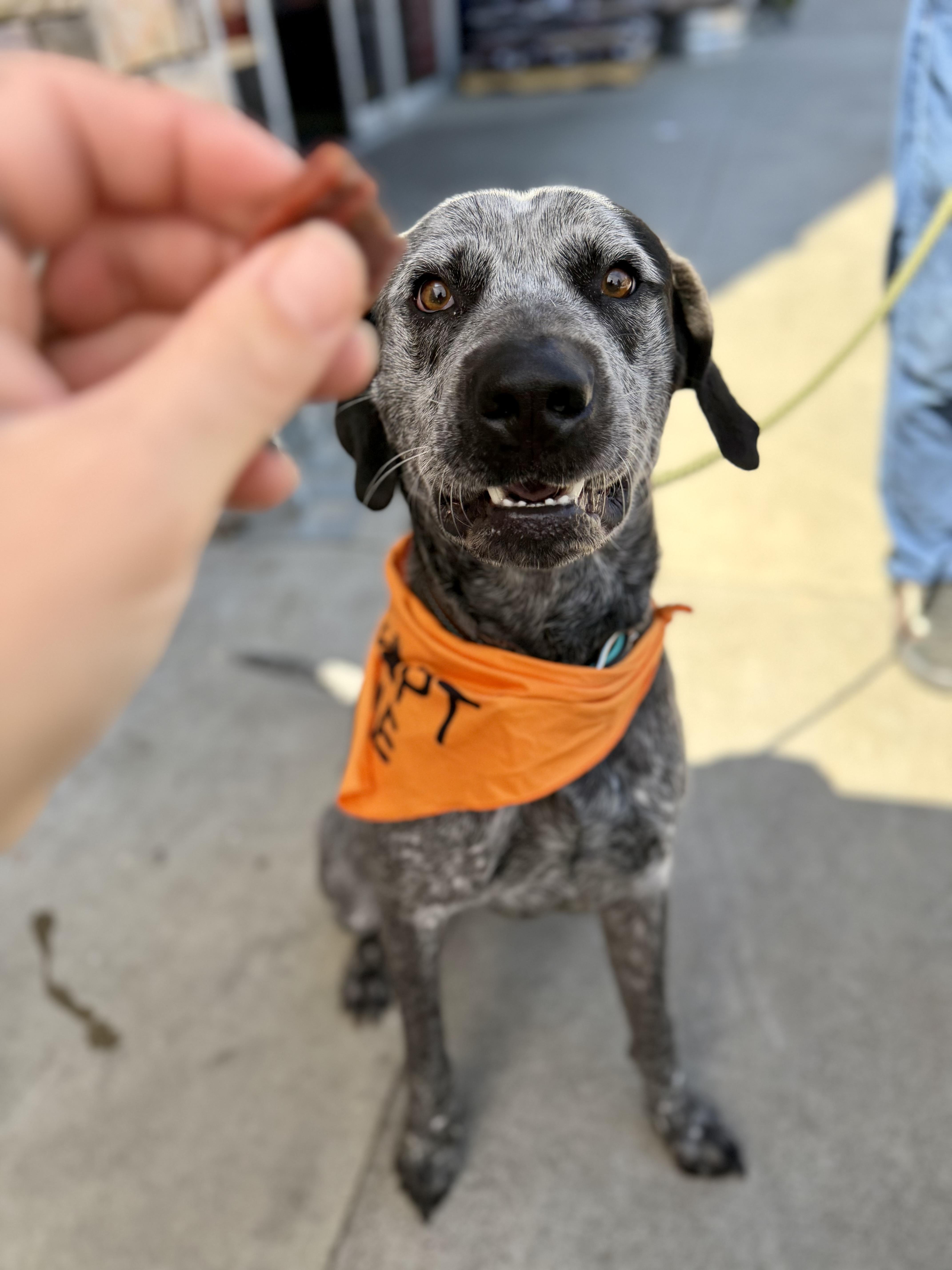 Enlarge Bark Twain (Gunner) 0126, a Adoptable mixed breed in Sonora, CA image 4/6