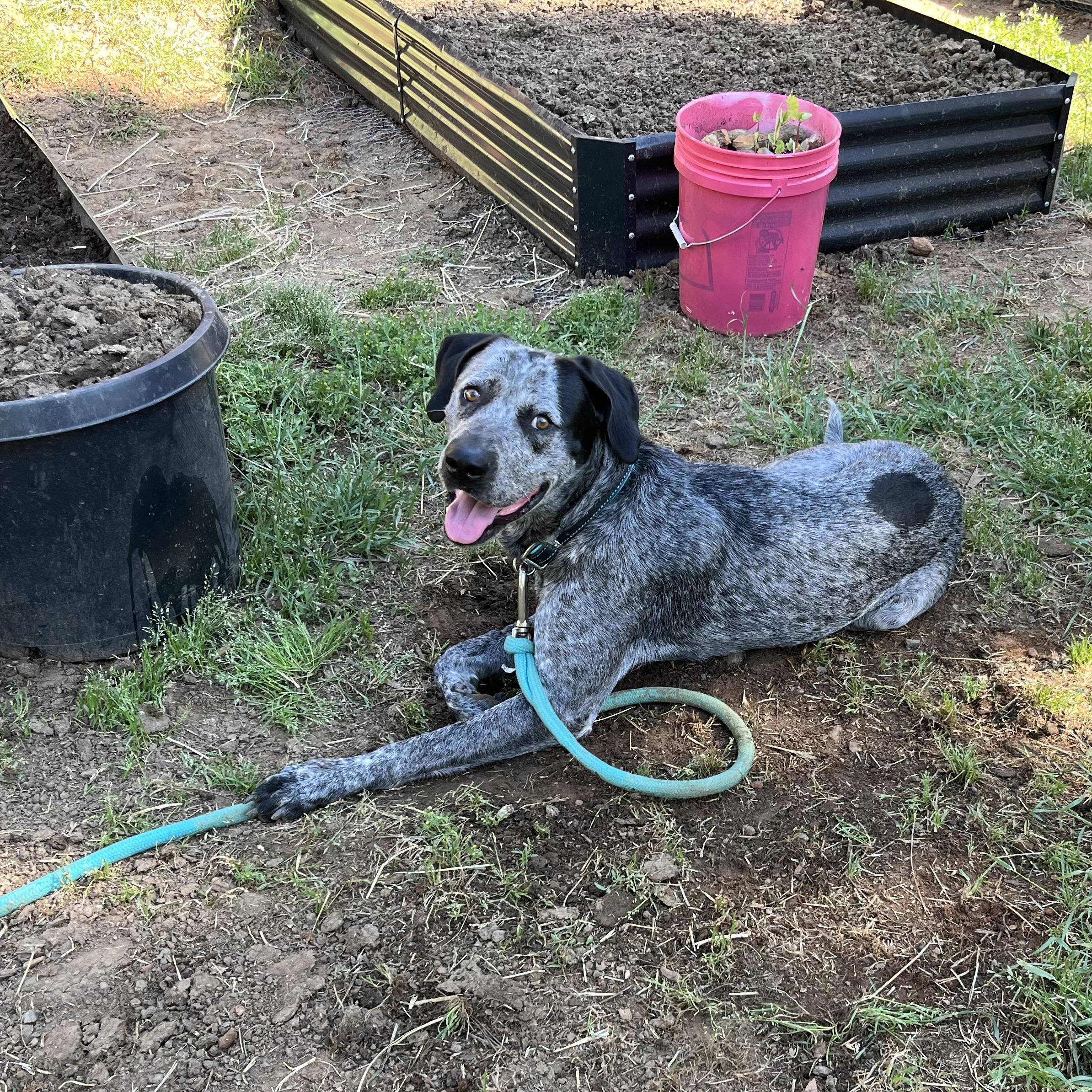 Bark Twain (Gunner) 0126, ADOPTABLE, Adult Male German Shorthaired Pointer.