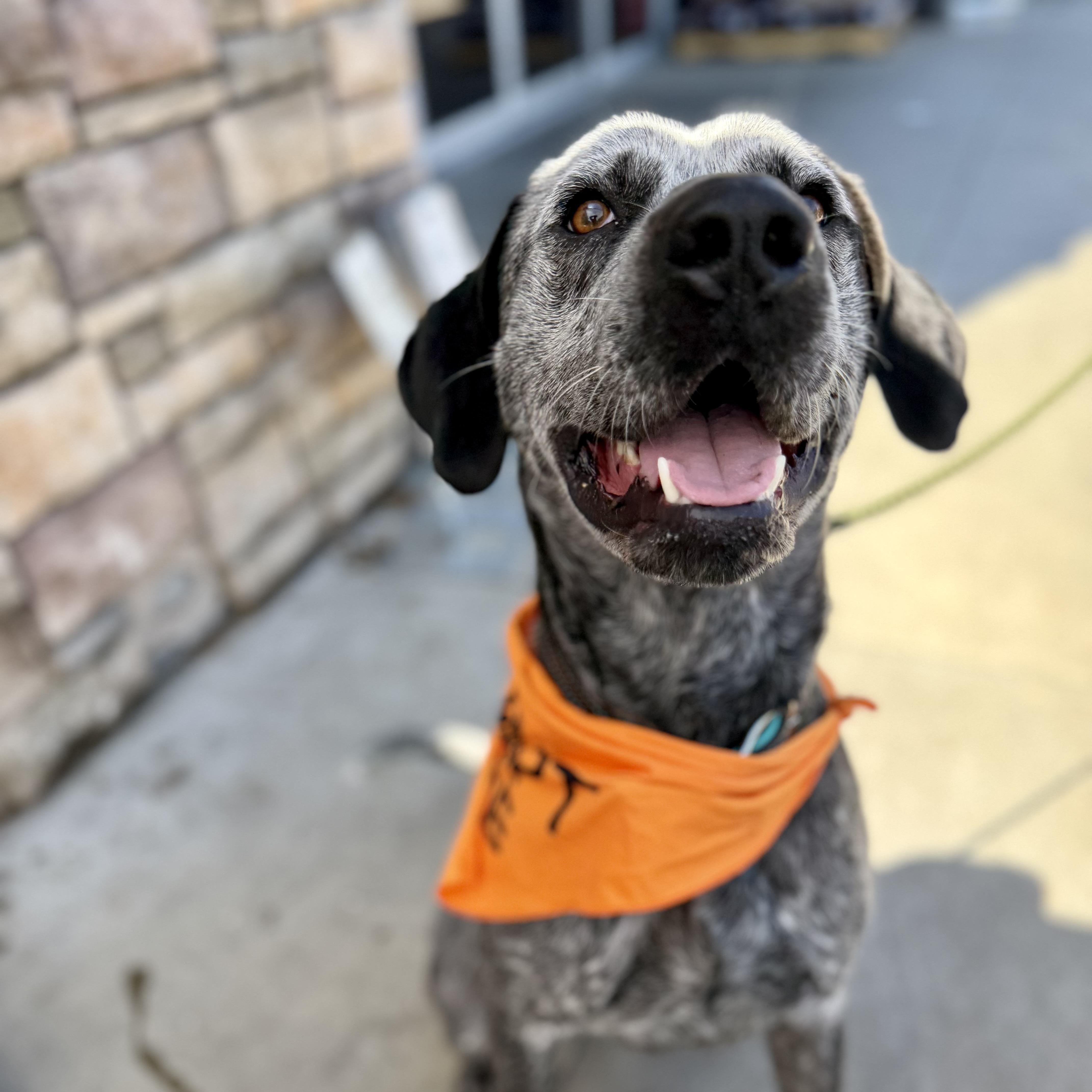 Enlarge Bark Twain (Gunner) 0126, a Adoptable mixed breed in Sonora, CA image 2/6