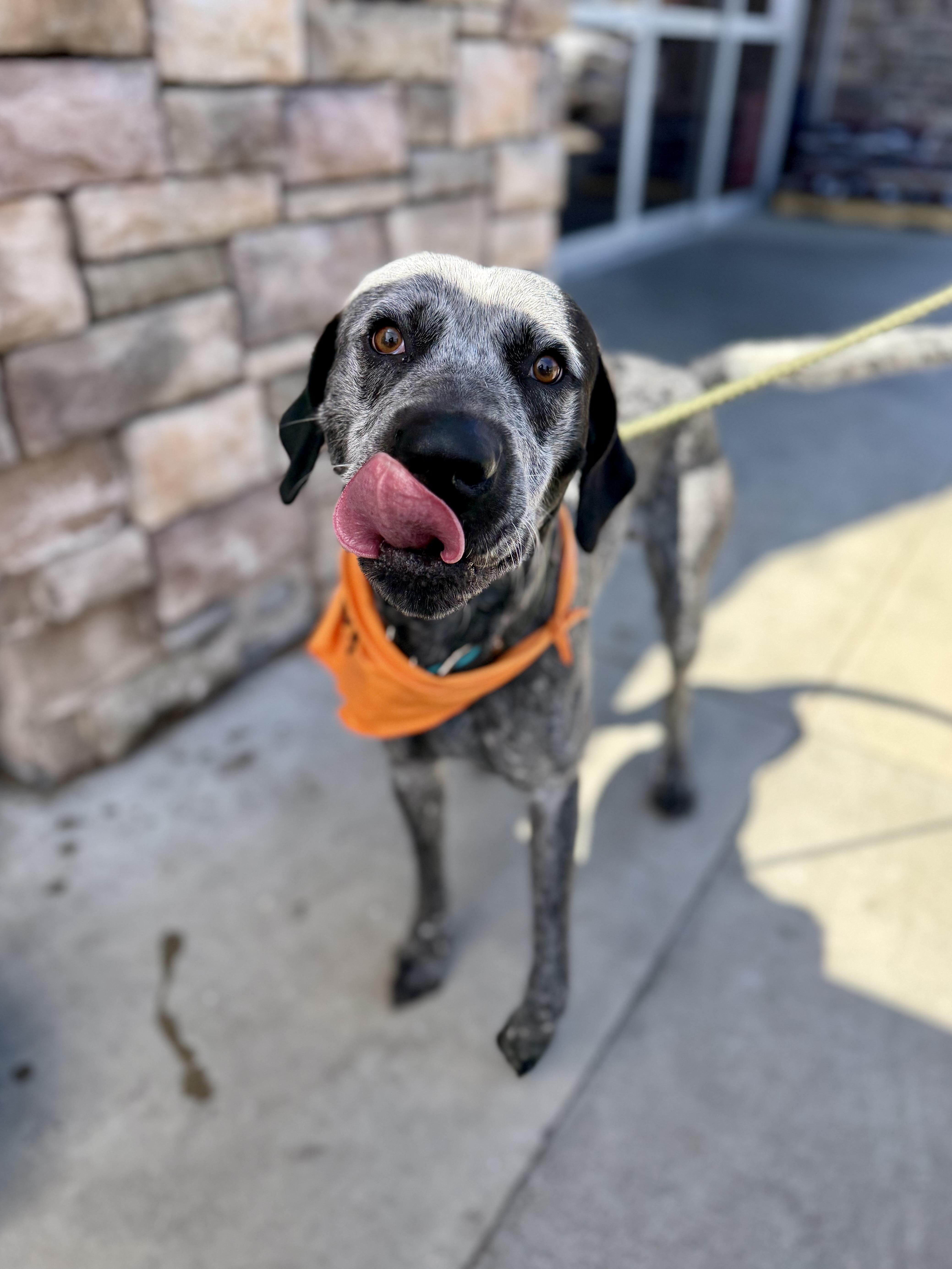 Enlarge Bark Twain (Gunner) 0126, a Adoptable mixed breed in Sonora, CA image 5/6