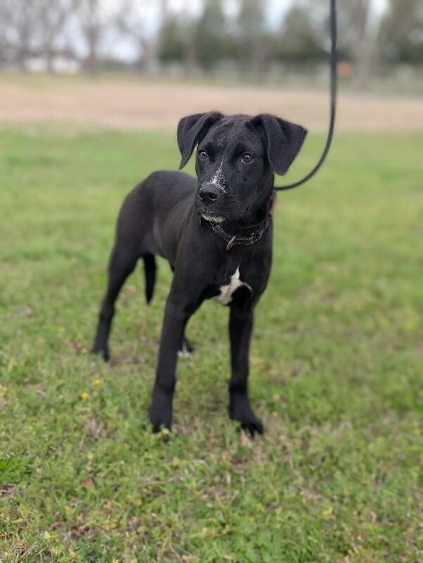 Heather, a Adoptable mixed breed in Berkeley Heights, NJ image 1/6