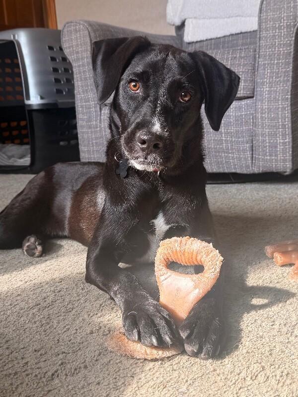 Heather, Adoptable, Adult Female Black Labrador Retriever & Labrador Retriever.