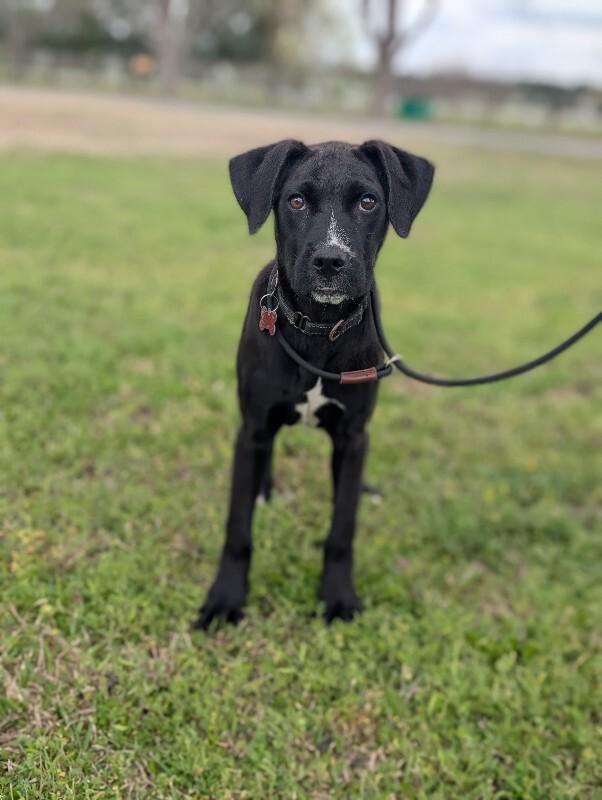 Heather, a Adoptable mixed breed in Berkeley Heights, NJ image 2/6