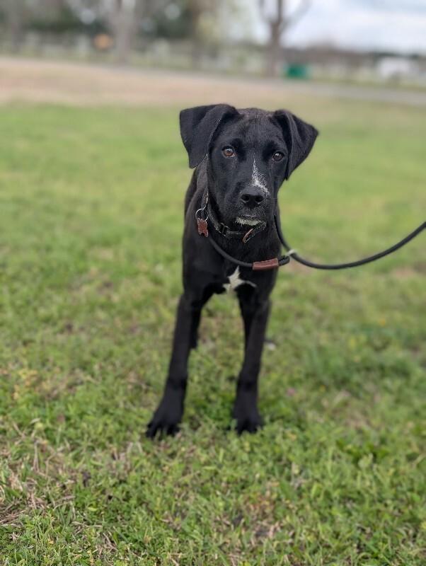 Heather, a Adoptable mixed breed in Berkeley Heights, NJ image 3/6