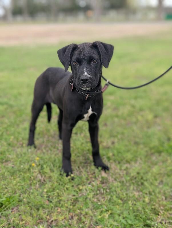 Heather, a Adoptable mixed breed in Berkeley Heights, NJ image 4/6
