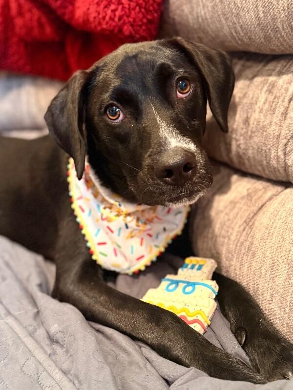 Enlarge Heather, a Adoptable mixed breed in Berkeley Heights, NJ image 3/6