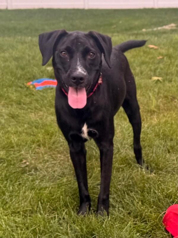 Enlarge Heather, a Adoptable mixed breed in Berkeley Heights, NJ image 4/6