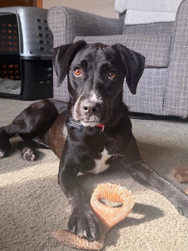 Enlarge Heather, a Adoptable mixed breed in Berkeley Heights, NJ image 5/6
