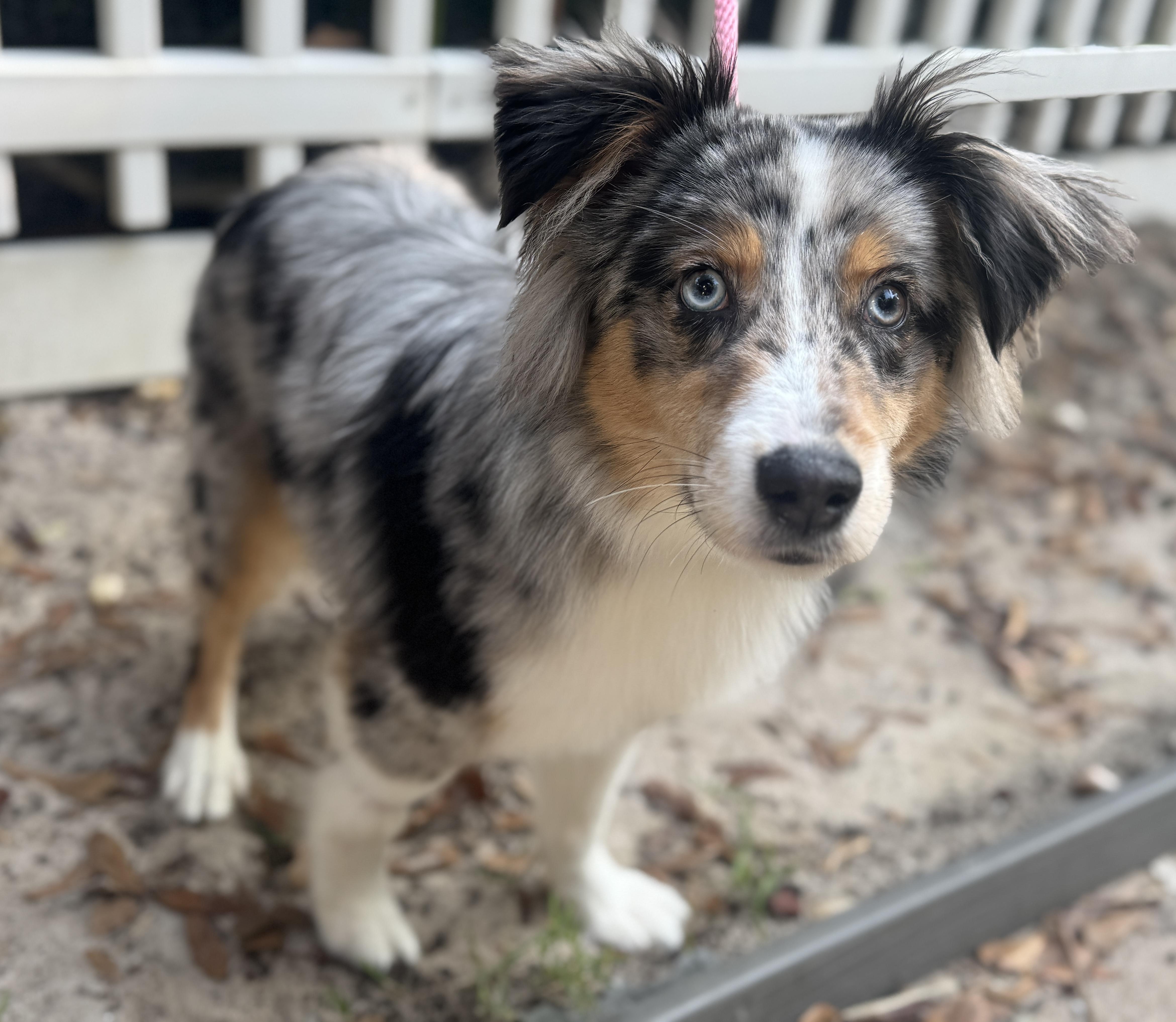 Remi, a ADOPTABLE Australian Shepherd in Navarre, FL image 1/3