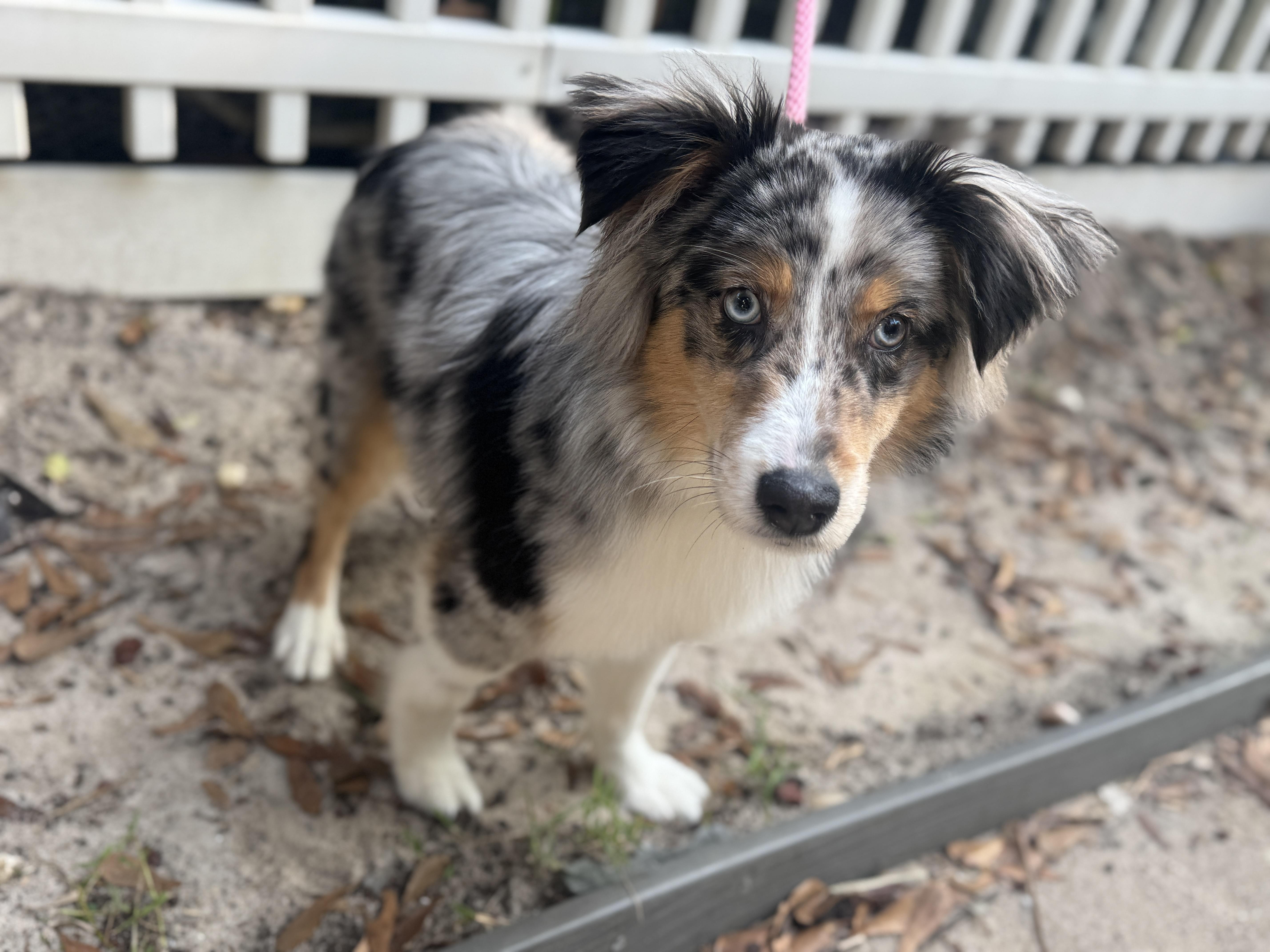 Remi, a ADOPTABLE Australian Shepherd in Navarre, FL image 3/3