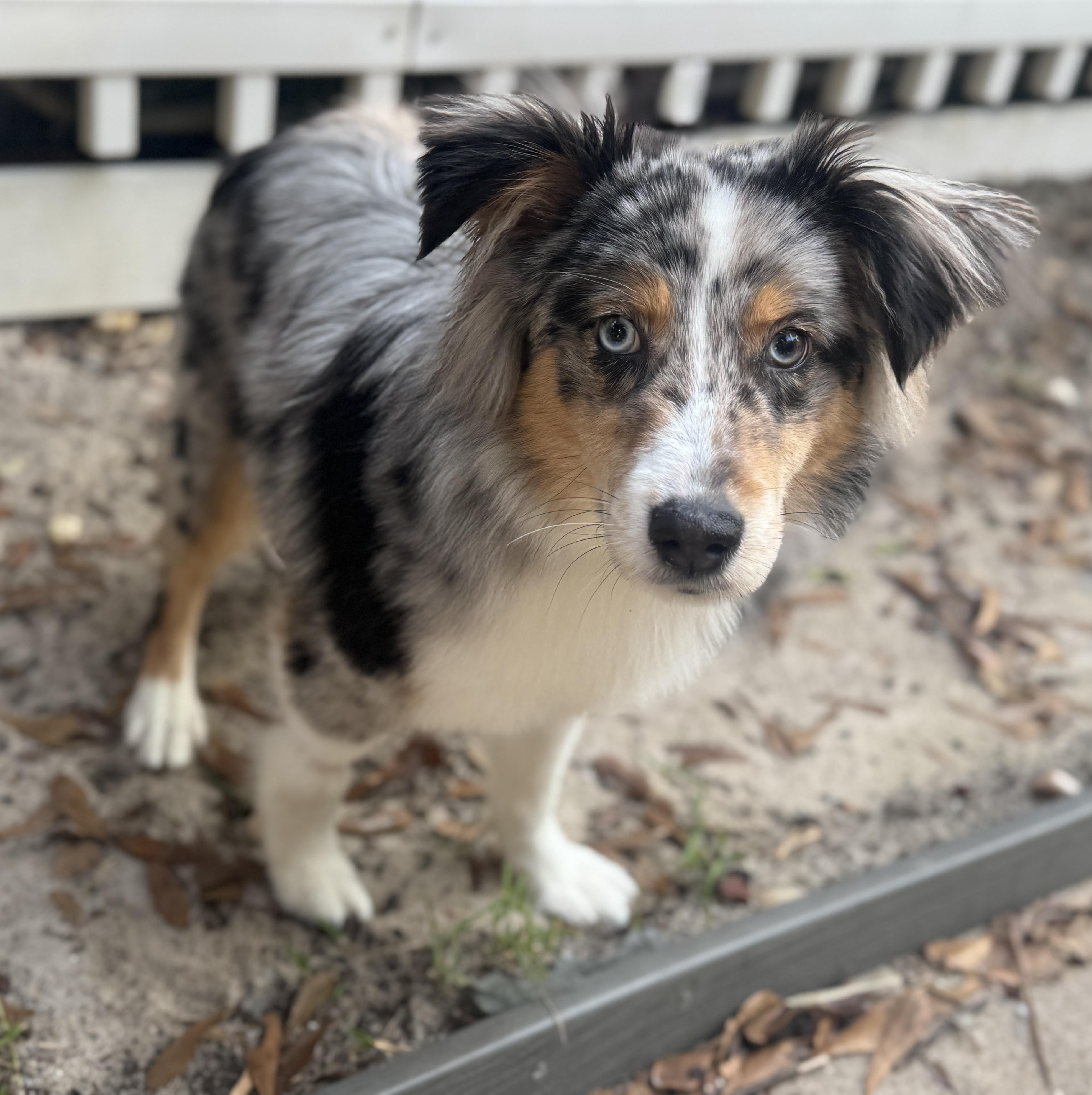Remi, a ADOPTABLE Australian Shepherd in Navarre, FL image 2/3