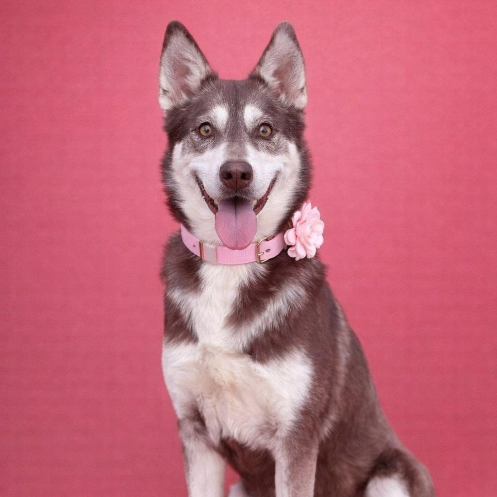 Misha, Adoptable, Adult Female Husky.