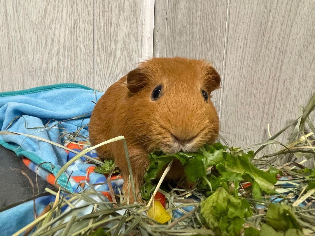 Caramel, a Adoptable Guinea Pig in Troy, AL image 1/4