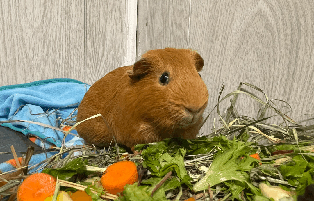 Caramel, a Adoptable Guinea Pig in Troy, AL image 2/4