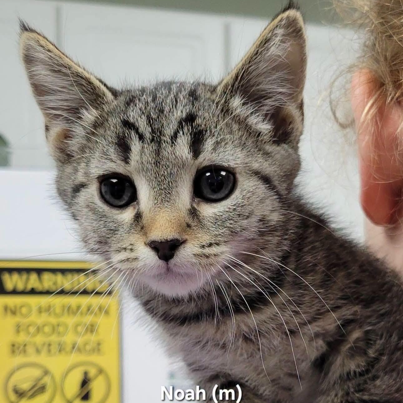 Noah, adopted, Kitten Male Domestic Short Hair.