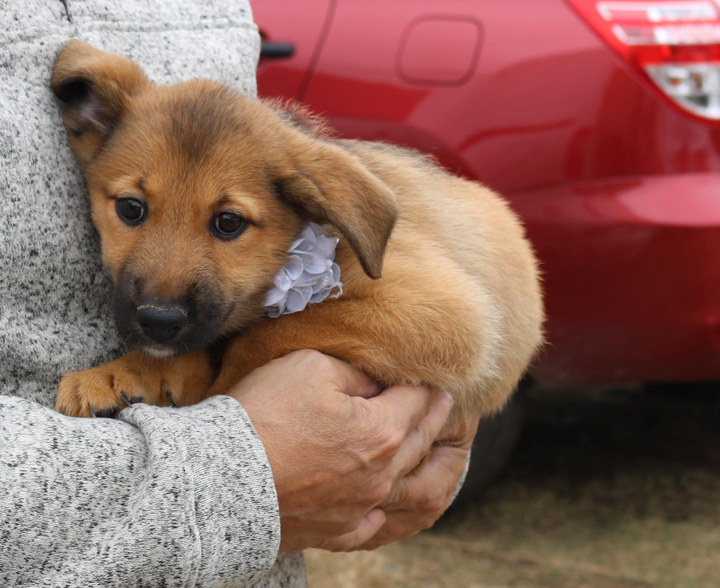 Enlarge Percy, an adopted Labrador Retriever in Bandera, TX image 3/4