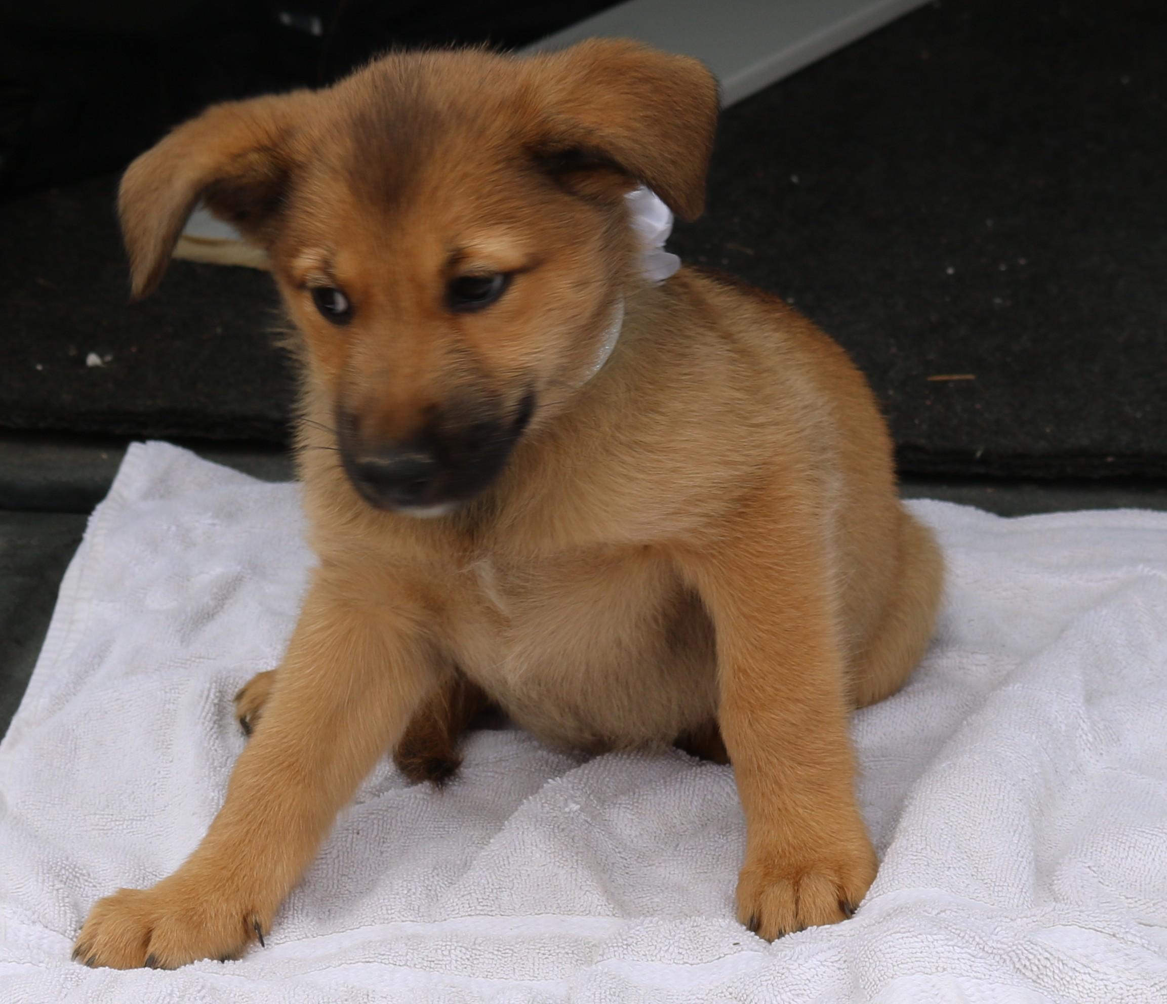 Enlarge Percy, an adopted Labrador Retriever in Bandera, TX image 4/4