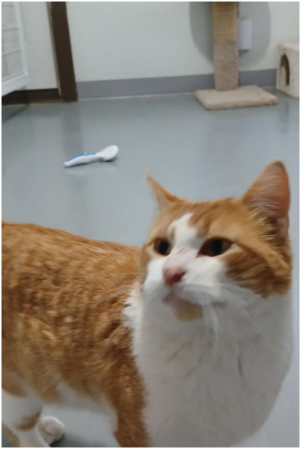 Buster, adopted, Young Male American Shorthair.