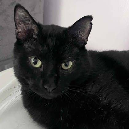 Cosmo, Adoptable, Adult Male Domestic Short Hair.