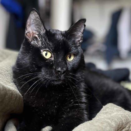 Cosmo, Adoptable, Adult Male Domestic Short Hair.