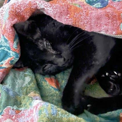 Enlarge Cosmo, a Adoptable mixed breed in Atlanta, GA image 2/3