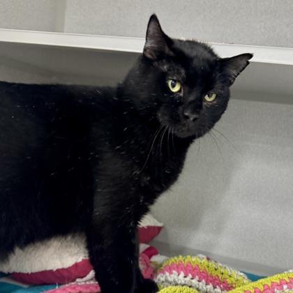 Enlarge Cosmo, a Adoptable mixed breed in Atlanta, GA image 2/3