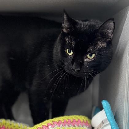 Enlarge Cosmo, a Adoptable mixed breed in Atlanta, GA image 3/3