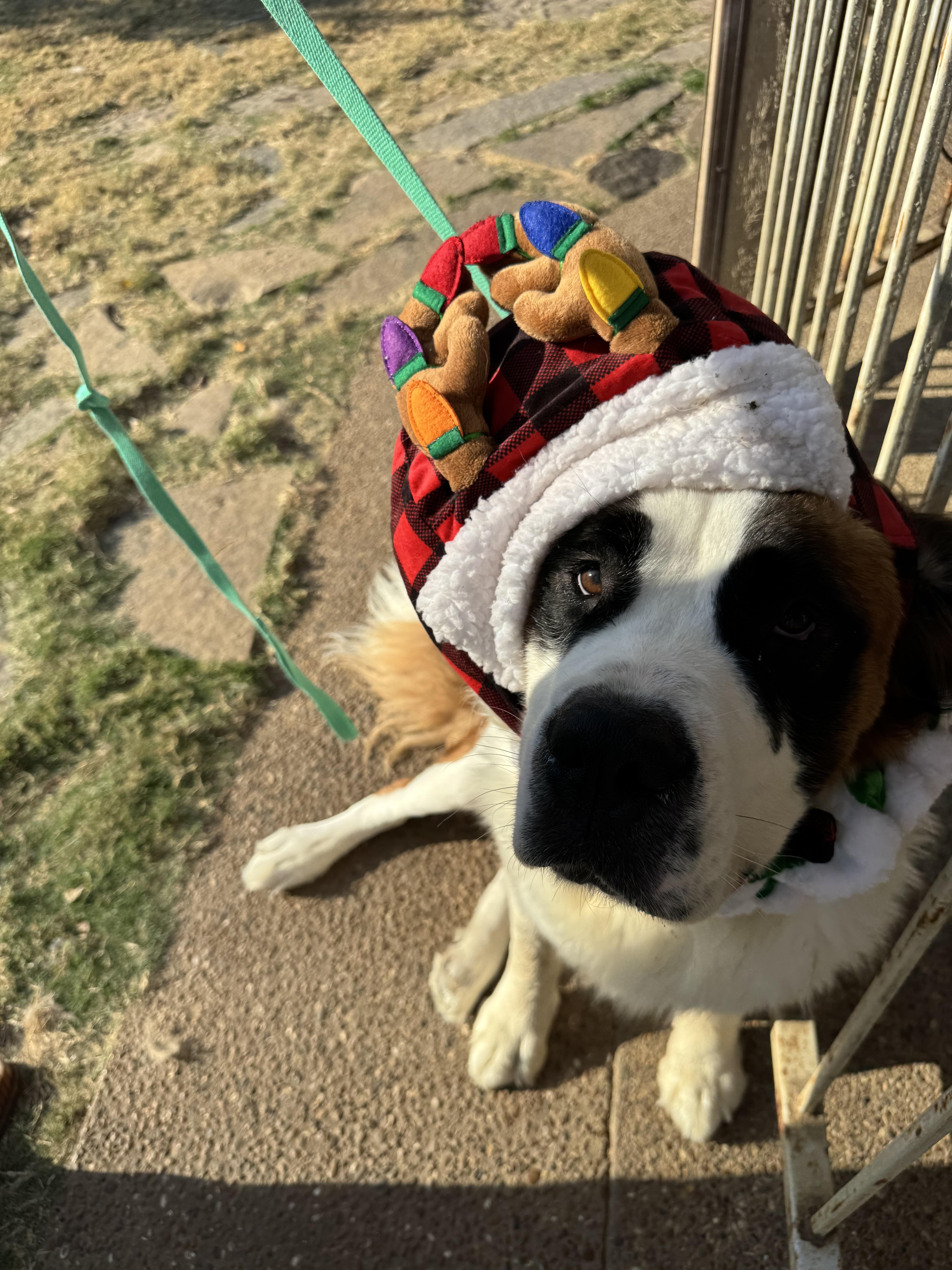 Enlarge Twinkie, a Adoptable Saint Bernard in McKinney, TX image 3/6