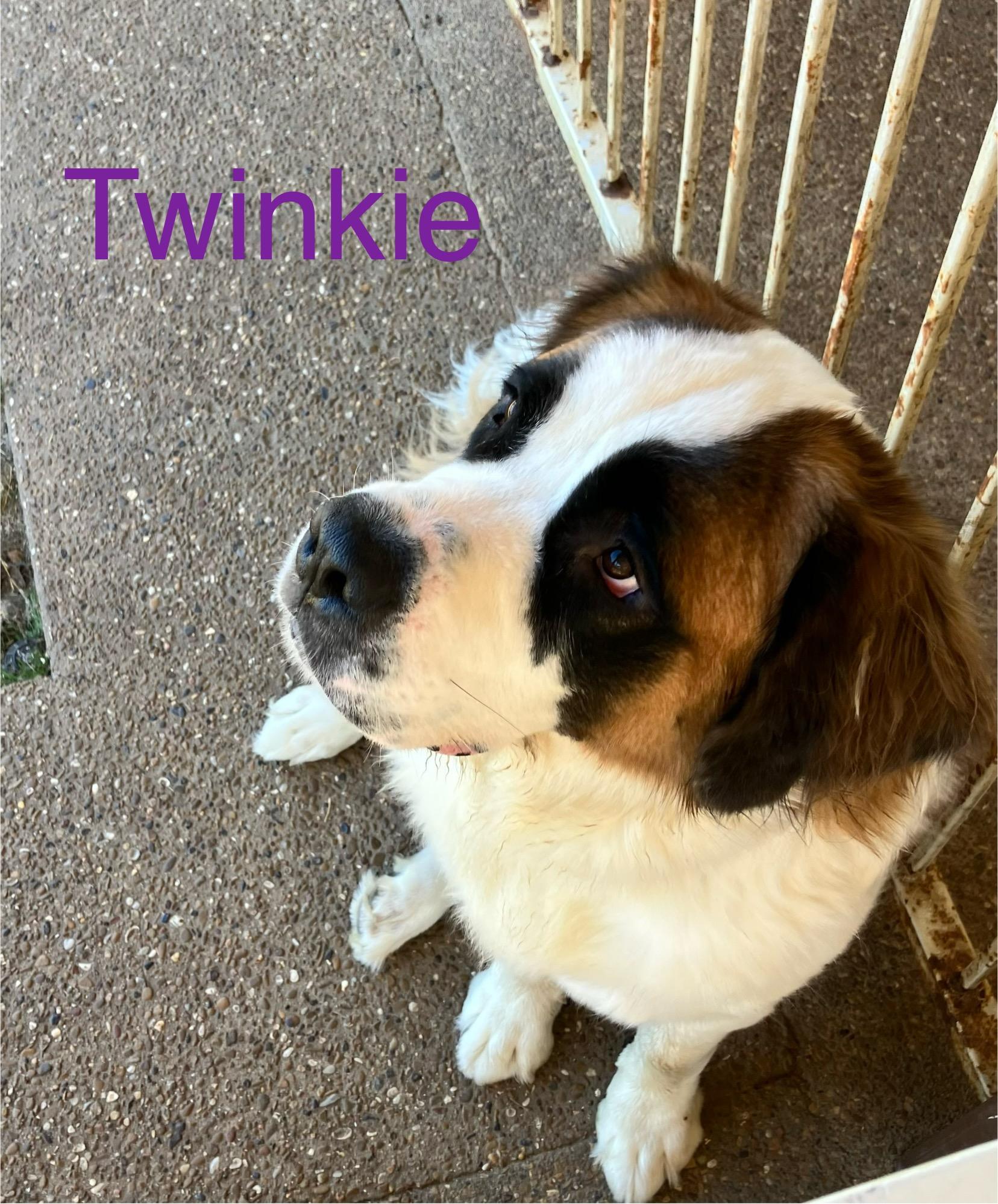 Enlarge Twinkie, a Adoptable Saint Bernard in McKinney, TX image 1/6