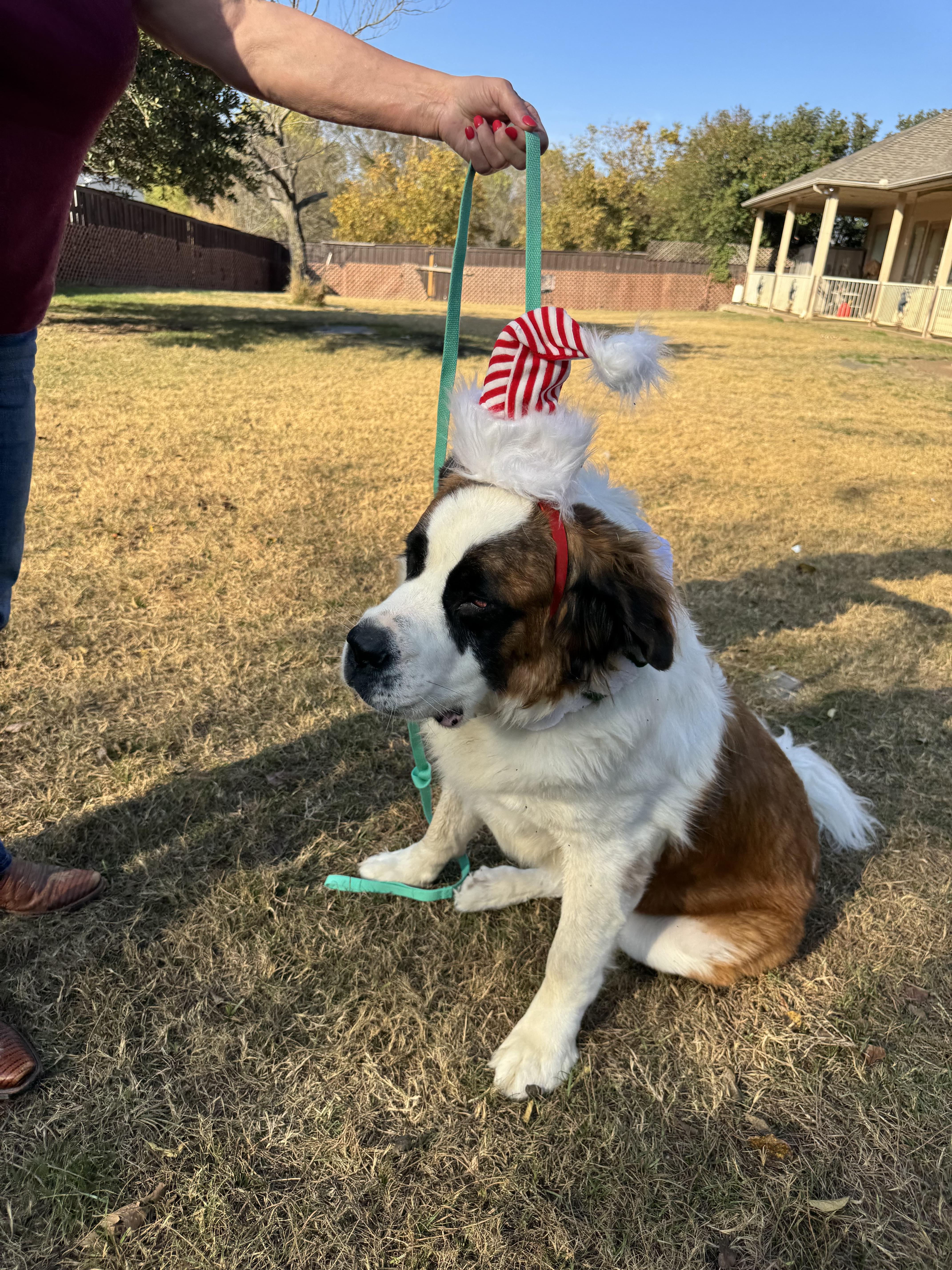 Enlarge Twinkie, a Adoptable Saint Bernard in McKinney, TX image 4/6