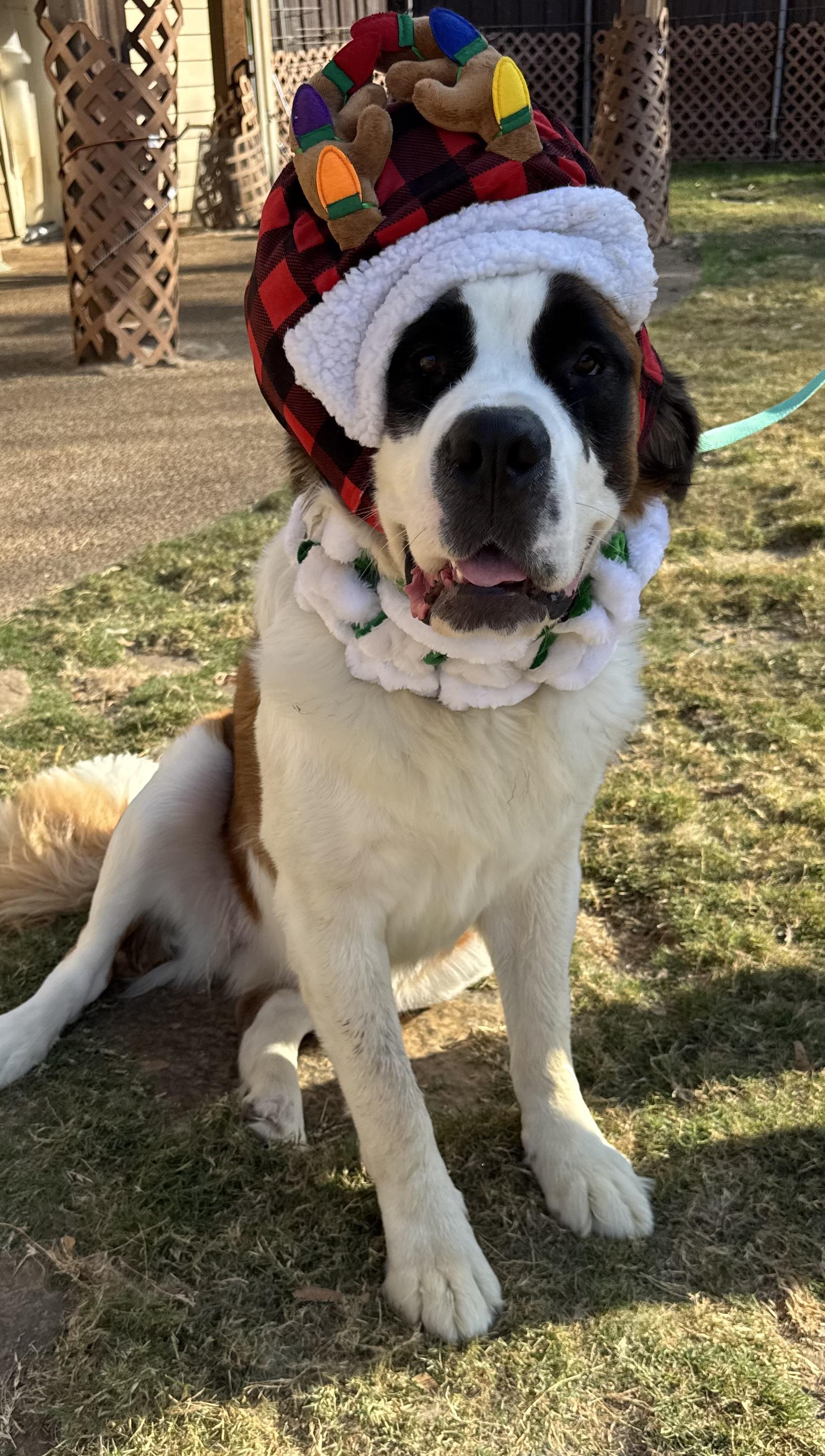 Enlarge Twinkie, a Adoptable Saint Bernard in McKinney, TX image 5/6