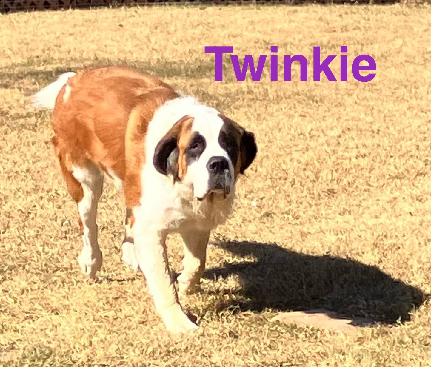 Enlarge Twinkie, a Adoptable Saint Bernard in McKinney, TX image 6/6