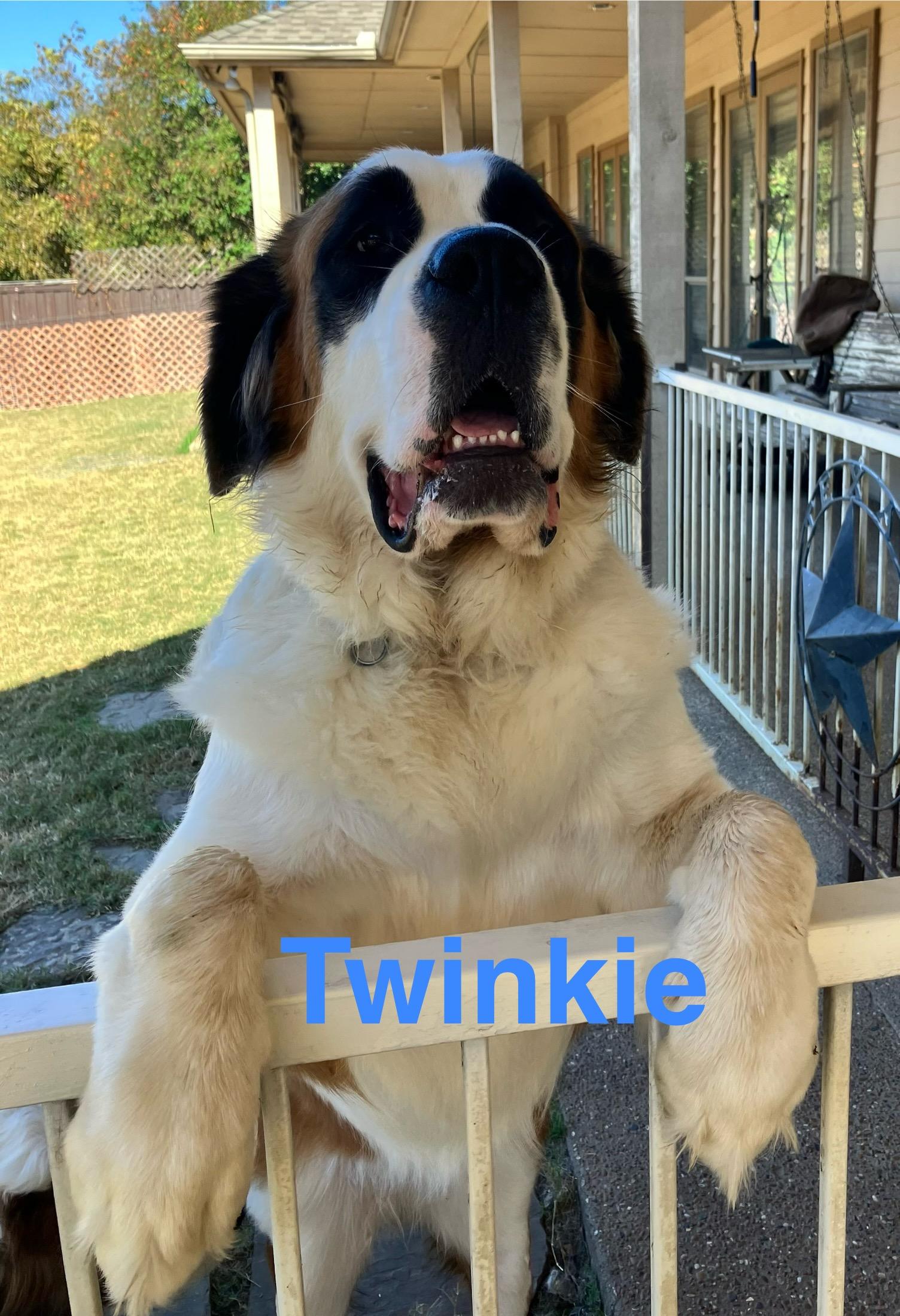 Enlarge Twinkie, a Adoptable Saint Bernard in McKinney, TX image 2/6