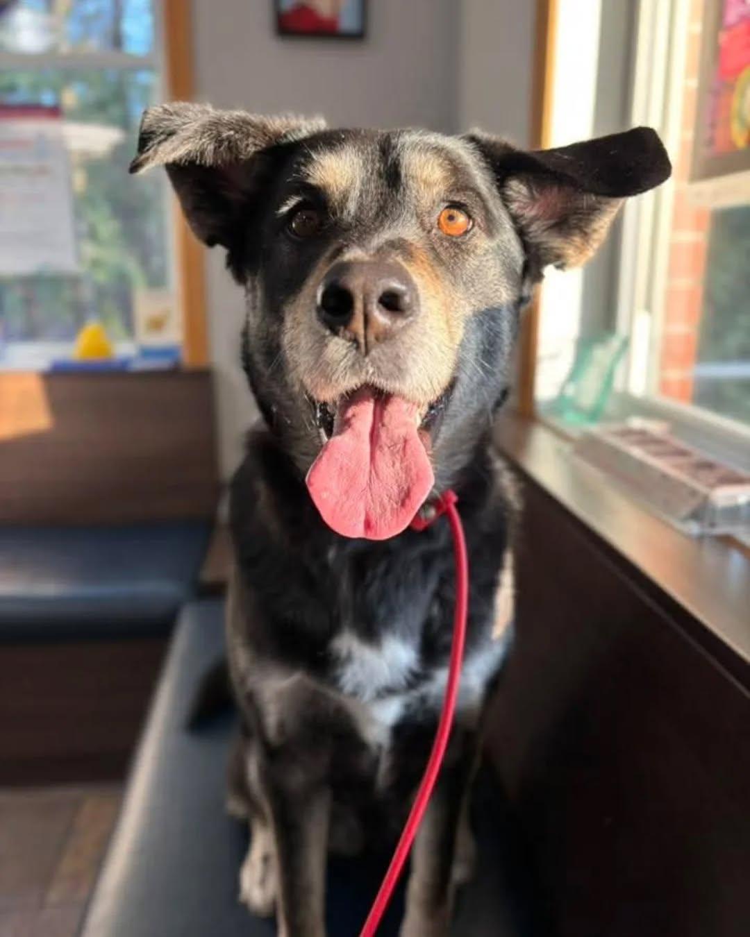 Anakin, Adopted, Young Male Husky & Shepherd.