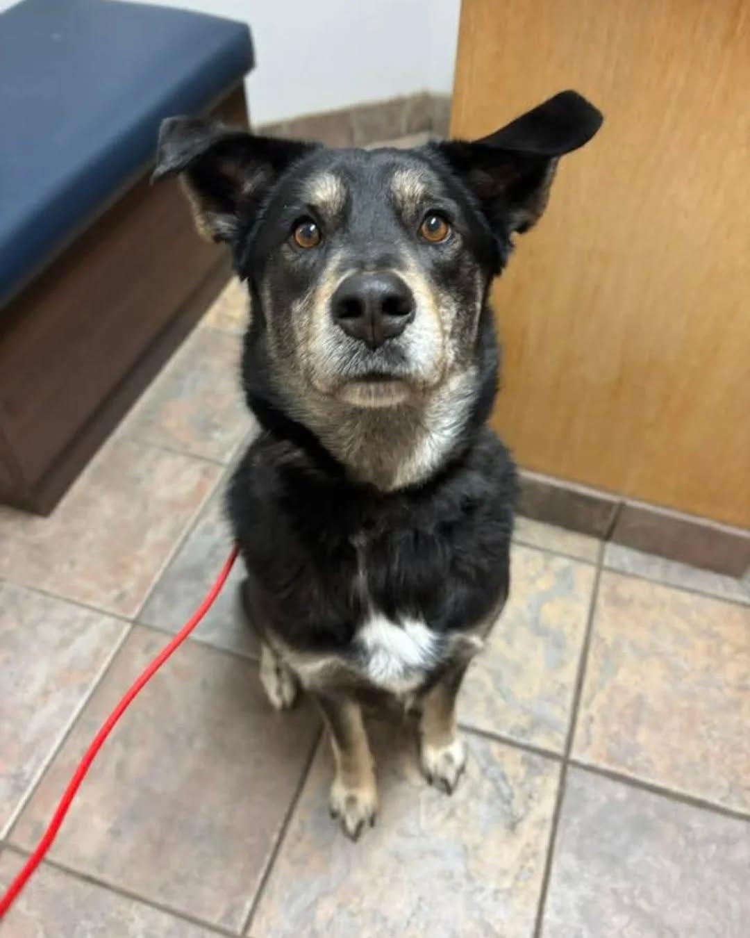 Enlarge Anakin, a Adopted mixed breed in GUELPH, ON image 2/2