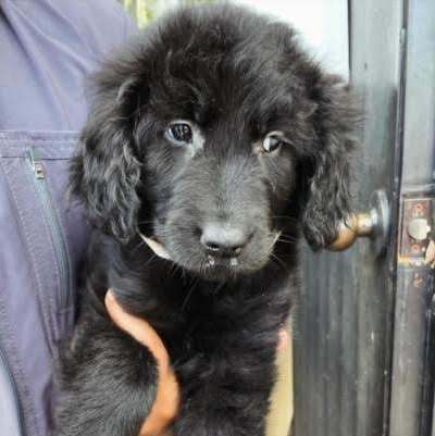 Delilah, Adopted, Puppy Female Great Pyrenees & Golden Retriever.