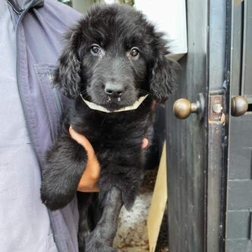 Enlarge Delilah, a Adopted mixed breed in Los Angeles, CA image 2/4