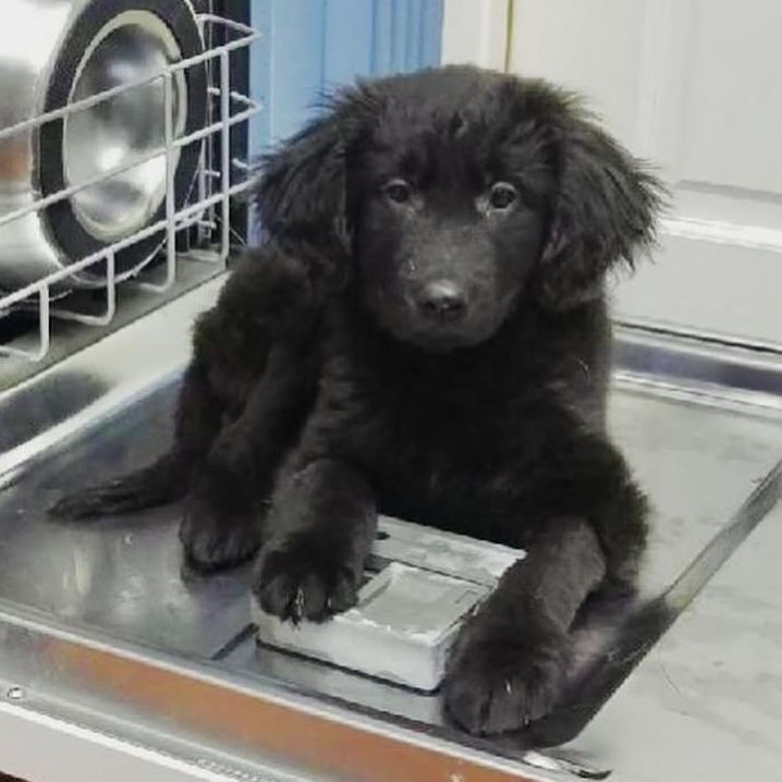 Enlarge Delilah, a Adopted mixed breed in Los Angeles, CA image 3/4