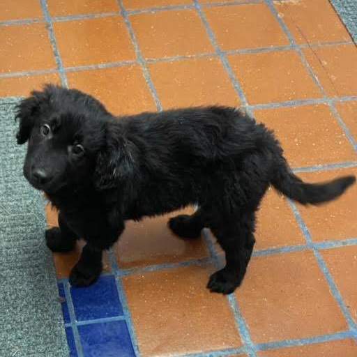 Enlarge Delilah, a Adopted mixed breed in Los Angeles, CA image 4/4