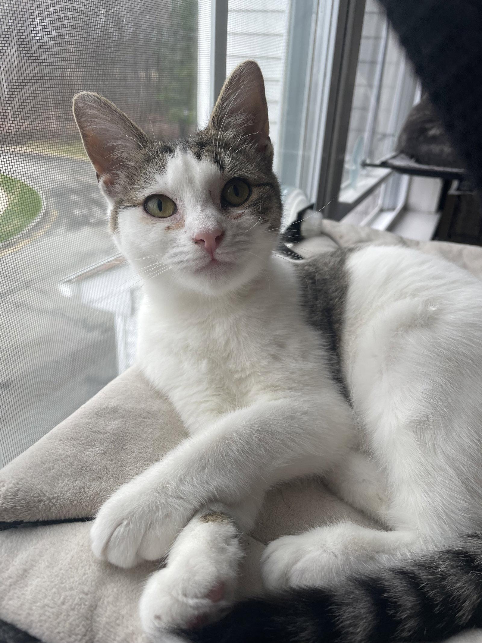 Mistletoe KITTEN, Adoptable, Kitten Female Domestic Short Hair.