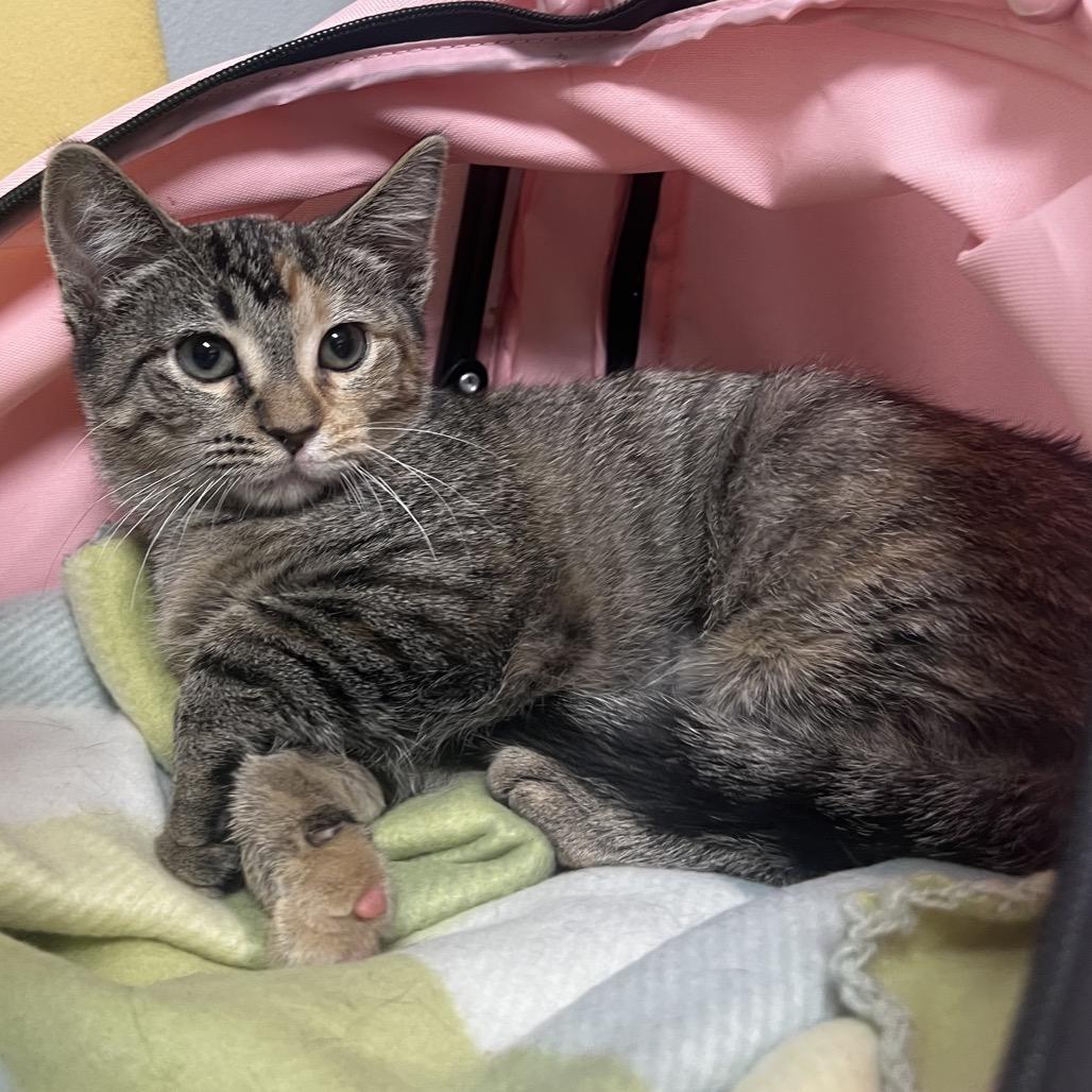 Zinnia, a Adoptable Domestic Short Hair in Canton, IL image 1/6