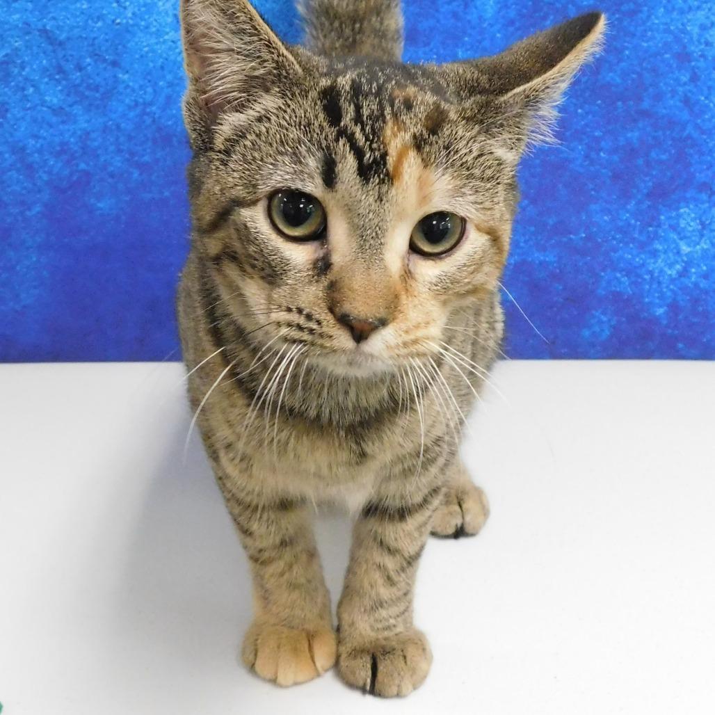 Zinnia, a Adoptable Domestic Short Hair in Canton, IL image 2/6