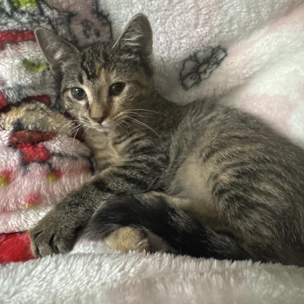 Zinnia, a Adoptable Domestic Short Hair in Canton, IL image 3/6