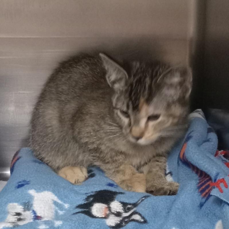 Zinnia, a Adoptable Domestic Short Hair in Canton, IL image 4/6