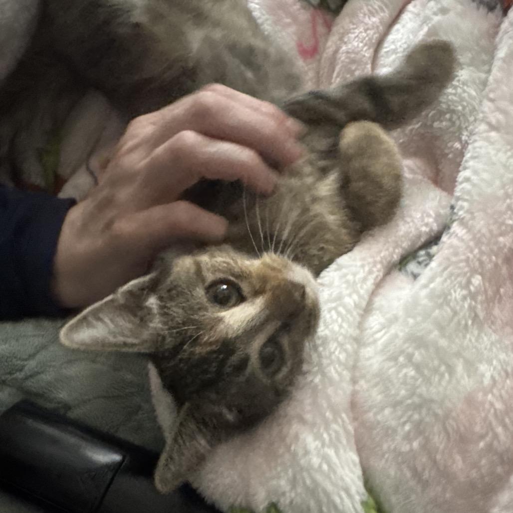 Zinnia, a Adoptable Domestic Short Hair in Canton, IL image 5/6