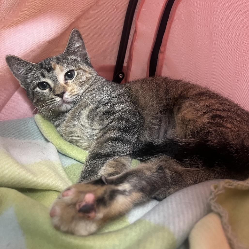 Zinnia, a Adoptable Domestic Short Hair in Canton, IL image 6/6