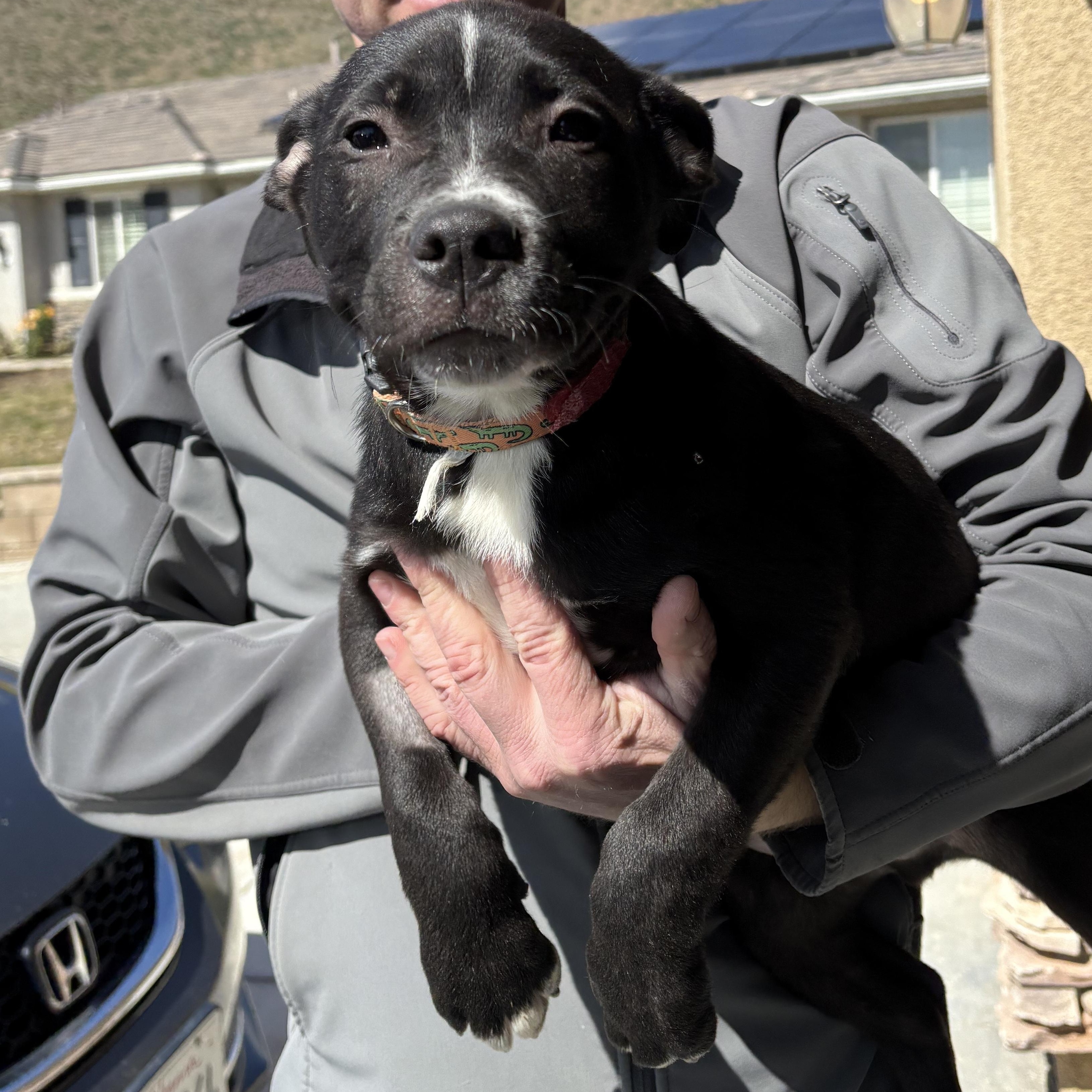 Enlarge Liam, an adopted mixed breed in Palmdale, CA image 1/1